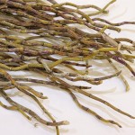 Dendrobe Extract Factory - Chinese Herb Healthcare