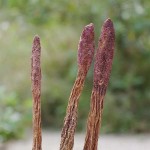 Cynomorium Herb Manufacturer - Inner Mongolia Herbal