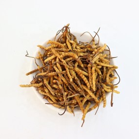 Cordyceps Sinensis Manufacturer - Semi Wild 4000pcs kg