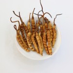 Cordyceps Sinensis Factory - Semi Wild 2600pcs kg