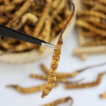 Cordyceps Sinensis Factory - Semi Wild 2600pcs kg