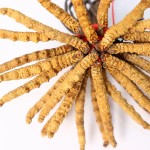 Cordyceps Sinensis Manufacturer - Semi Wild 4000pcs kg