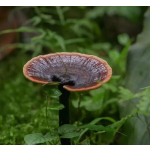 Reishi Mushroom Powder Manufacturer - Ganoderma Spore Extract