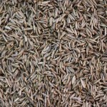 Fennel Seed Oil Supplier - Private Label Stress Relief