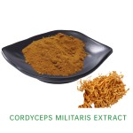 Cordyceps Extract Factory - Chinese Herb Powder