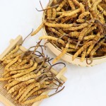Cordyceps Sinensis Manufacturer - Semi Wild 4000pcs kg