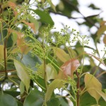 Camphor Essential Oil Supplier - Wholesale Therapeutic Grade