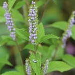 Elsholtzia Oil Manufacturer - Premium Aromatherapy Massage