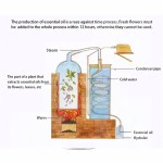 Jojoba Oil Manufacturer - OEM Cold Pressed Carrier