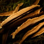 Reishi Mushroom Powder Manufacturer - Ganoderma Spore Extract