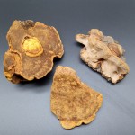 Sanghuangporus Supplier - Dried Phellinus Mushroom