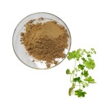 Lady's Mantle Extract Supplier - 10:1 Skin Whitening