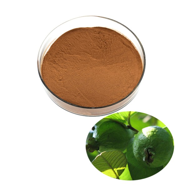 Guava Leaf Extract Manufacturer - Plant Antioxidant