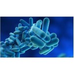 Bifidobacterium Breve Factory - Food Supplement Powder