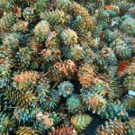 Organic Pine Nuts Manufacturer - Healthy Premium Snack