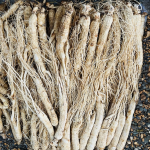 Premium Ginseng Roots Supplier - Healthy Life Start