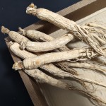 Panax Ginseng Root Factory - 5 Years Old