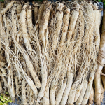 Jilin Pine Nuts Supplier - Roasted Nutrient Rich