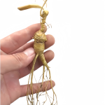 Panax Ginseng Root Manufacturer - White Dried 24 Months