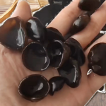 Dried Black Fungus Manufacturer - Wholesale Cultivated