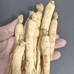 Dried Ginseng Root Supplier - Competitive Price