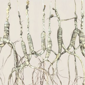 Traditional Ginseng Supplier - Chinese Dried Raw