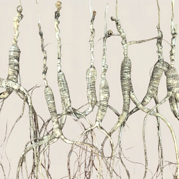 Traditional Ginseng Supplier - Chinese Dried Raw