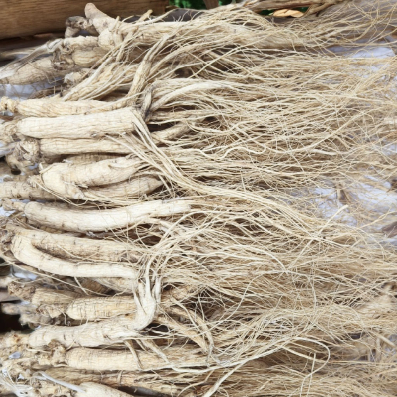 White Ginseng Factory - Special Offer Men