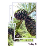 Passion Fruit Tea Cubes Factory - Mini Freeze Dried