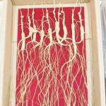 Food Grade Ginseng Manufacturer - Jilin Origin