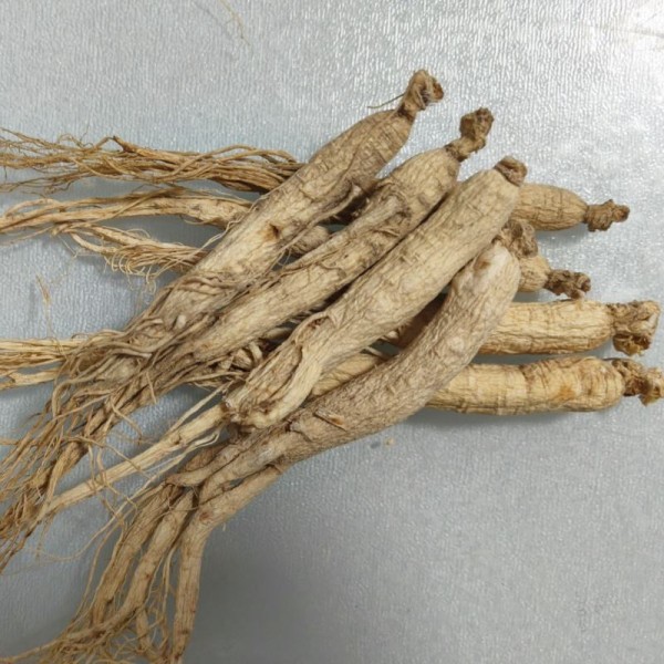 Wild Ginseng Root Factory - China Supplier Bitter