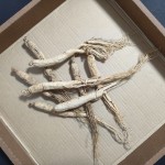 Dried Ginseng Root Manufacturer - 6 Year Old
