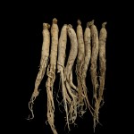 White Ginseng Root Factory - Wild Plant Sizes