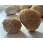 Bearded Tooth Mushroom Supplier - Organic Air Dried