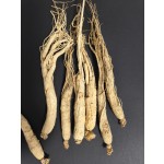 Ginseng Roots Manufacturer - Jilin Source Health