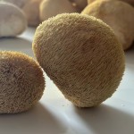 Lion's Mane Mushroom Supplier - Raw Air Dried Cultivated