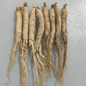 Panax Ginseng Root Supplier - Agriculture Product
