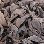 Dried Black Fungus Factory - Cultivated Raw Processing