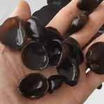 Dried Black Fungus Manufacturer - Wholesale Cultivated