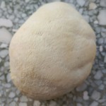 Bearded Tooth Mushroom Supplier - Organic Air Dried