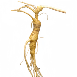 White Ginseng Root Manufacturer - Professional Supply