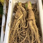 White Ginseng Root Manufacturer - Organic Top Grade