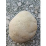 Lion's Mane Mushroom Factory - Raw Air Dried Spice