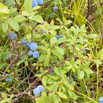 Dried Blueberries Factory - Natural Sweet Bulk