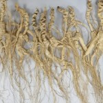 Panax Ginseng Supplier - High Quality Dried