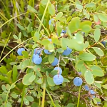 Dried Blueberries Supplier - Fresh Delicious Snack