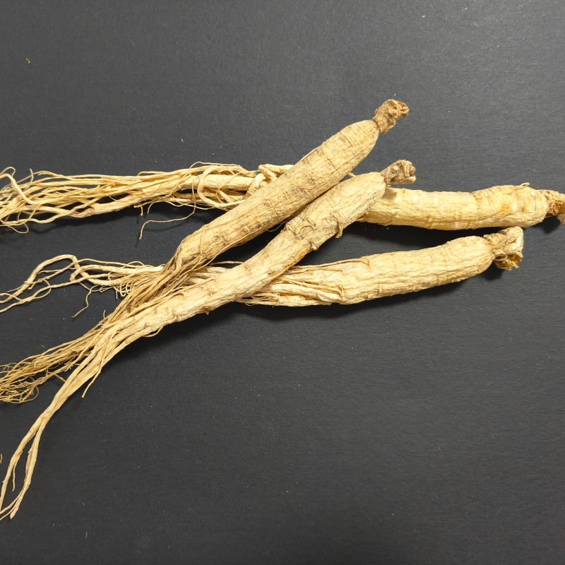 Panax Ginseng Root Manufacturer - Organic Wild