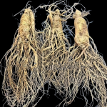 White Ginseng Root Manufacturer - Organic Top Grade