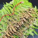 Panax Ginseng Root Manufacturer - 5 Years Old