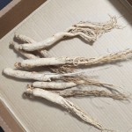Dried Ginseng Root Manufacturer - 6 Year Old